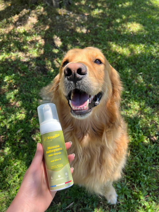Chien qui a peur du bain : comment le laver sans eau
